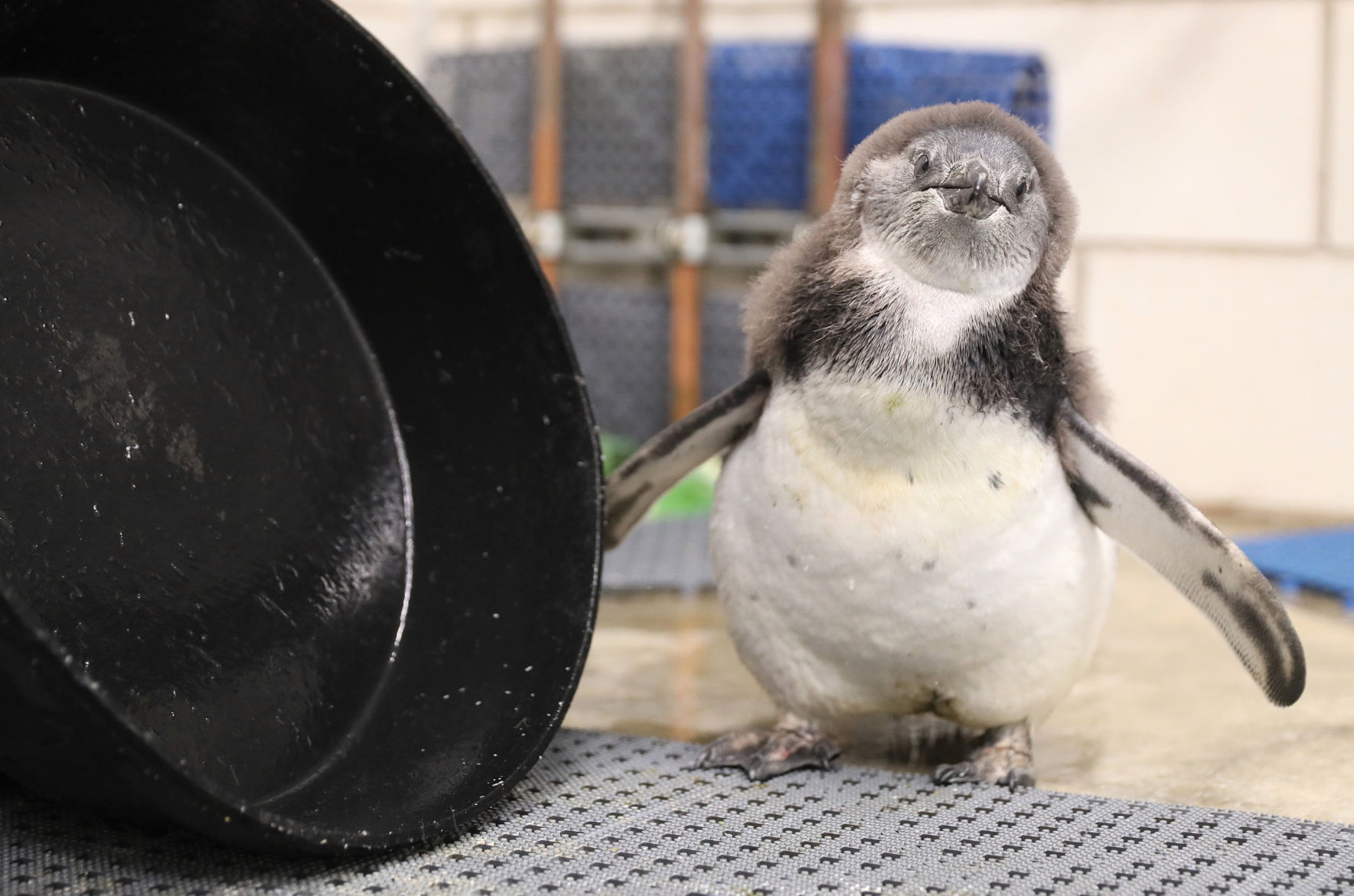 African Penguins